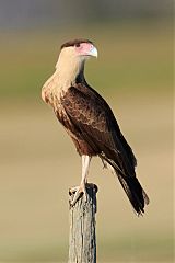 Crested Caracara